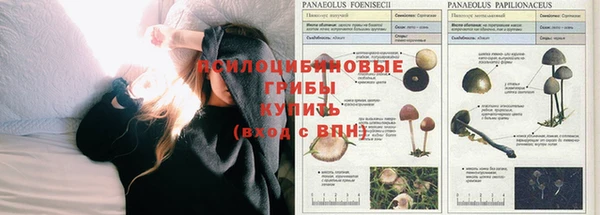 сатива Арсеньев
